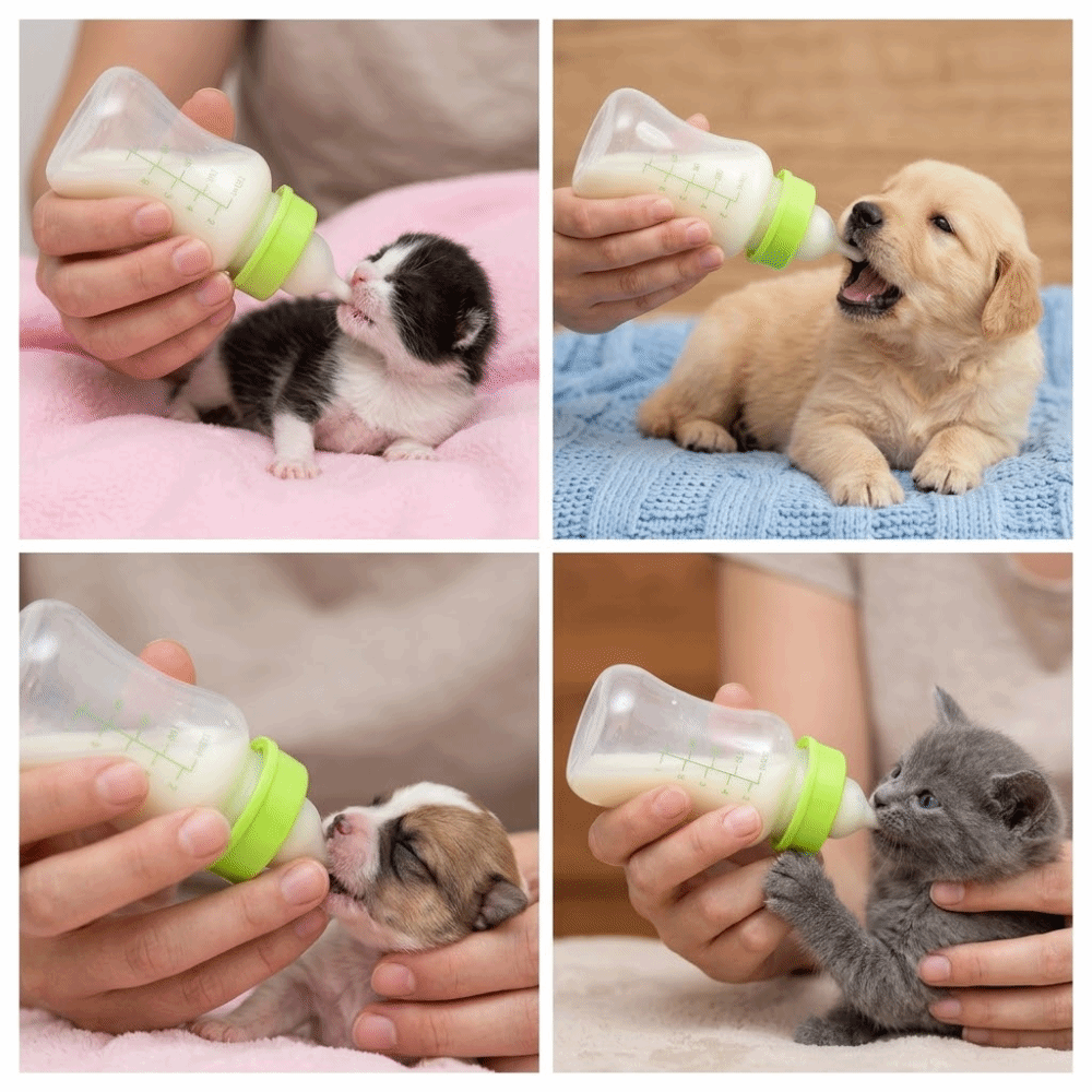 4pcs/ Set 150ml Capacity Pet F - Storage Tips For Food review and price